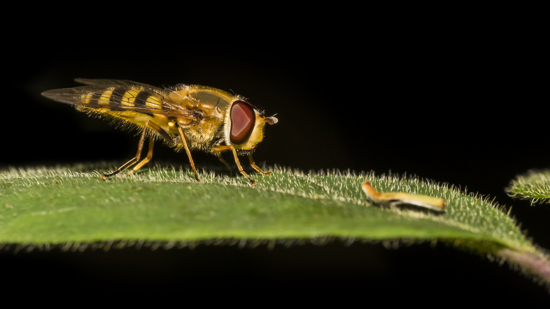 Schwebefliege auf Blatt