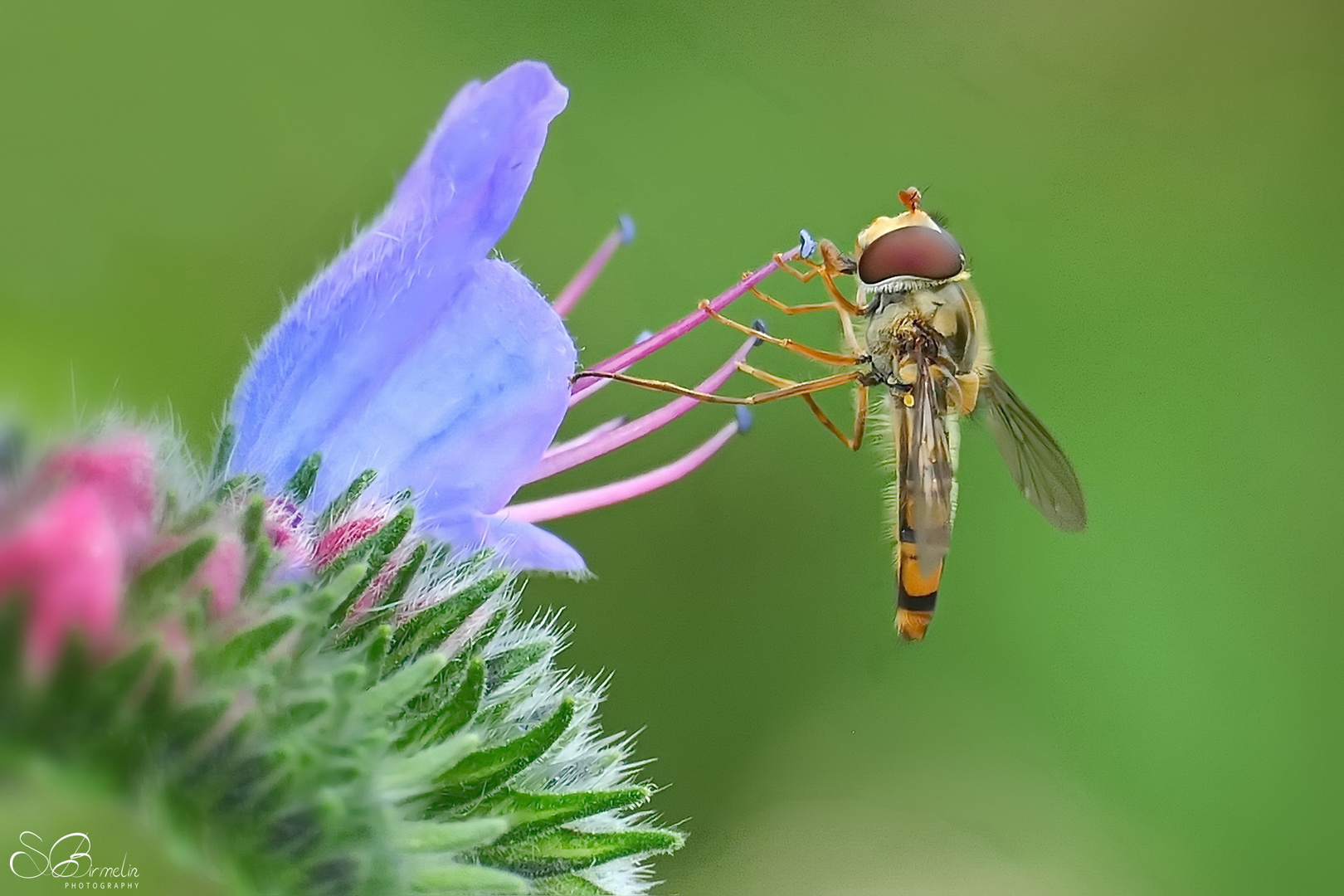 Schwebefliege auf Blaue Natternkopf