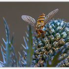 Schwebefliege auf blauer Distel