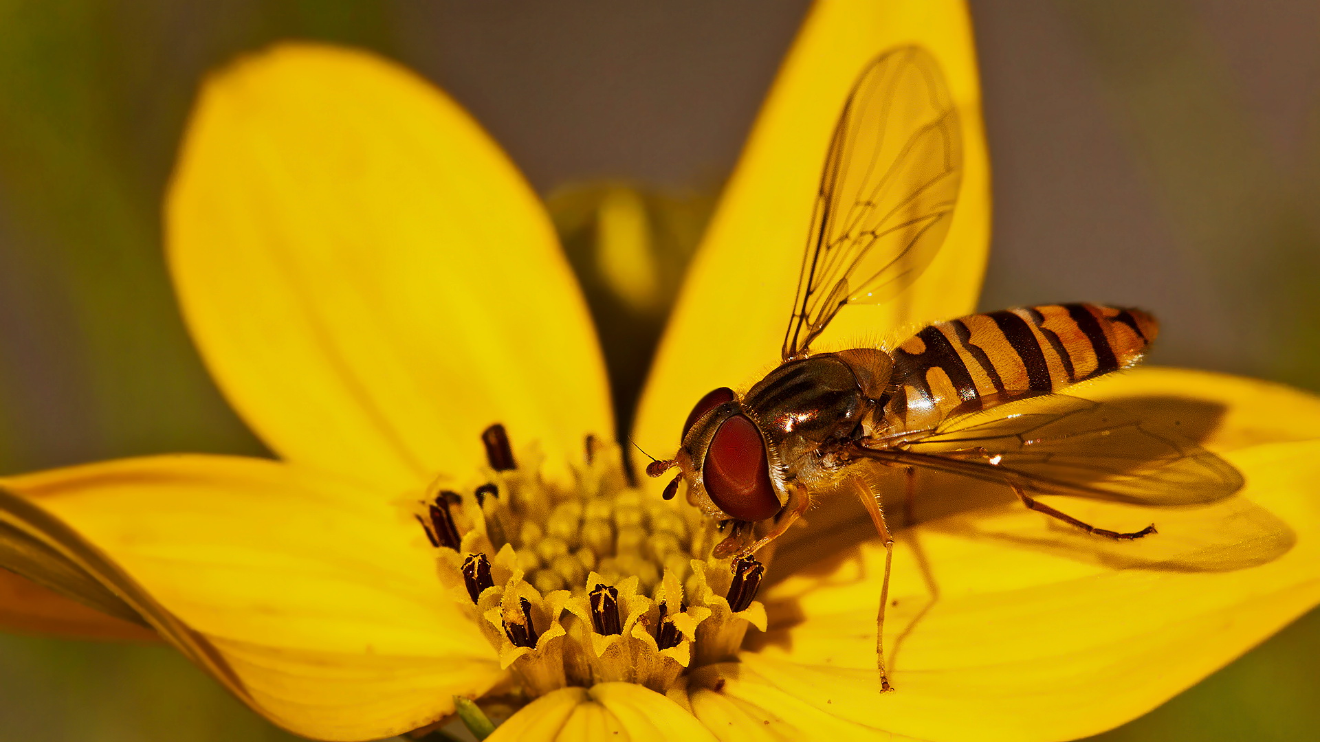 Schwebefliege auf Blüte 001