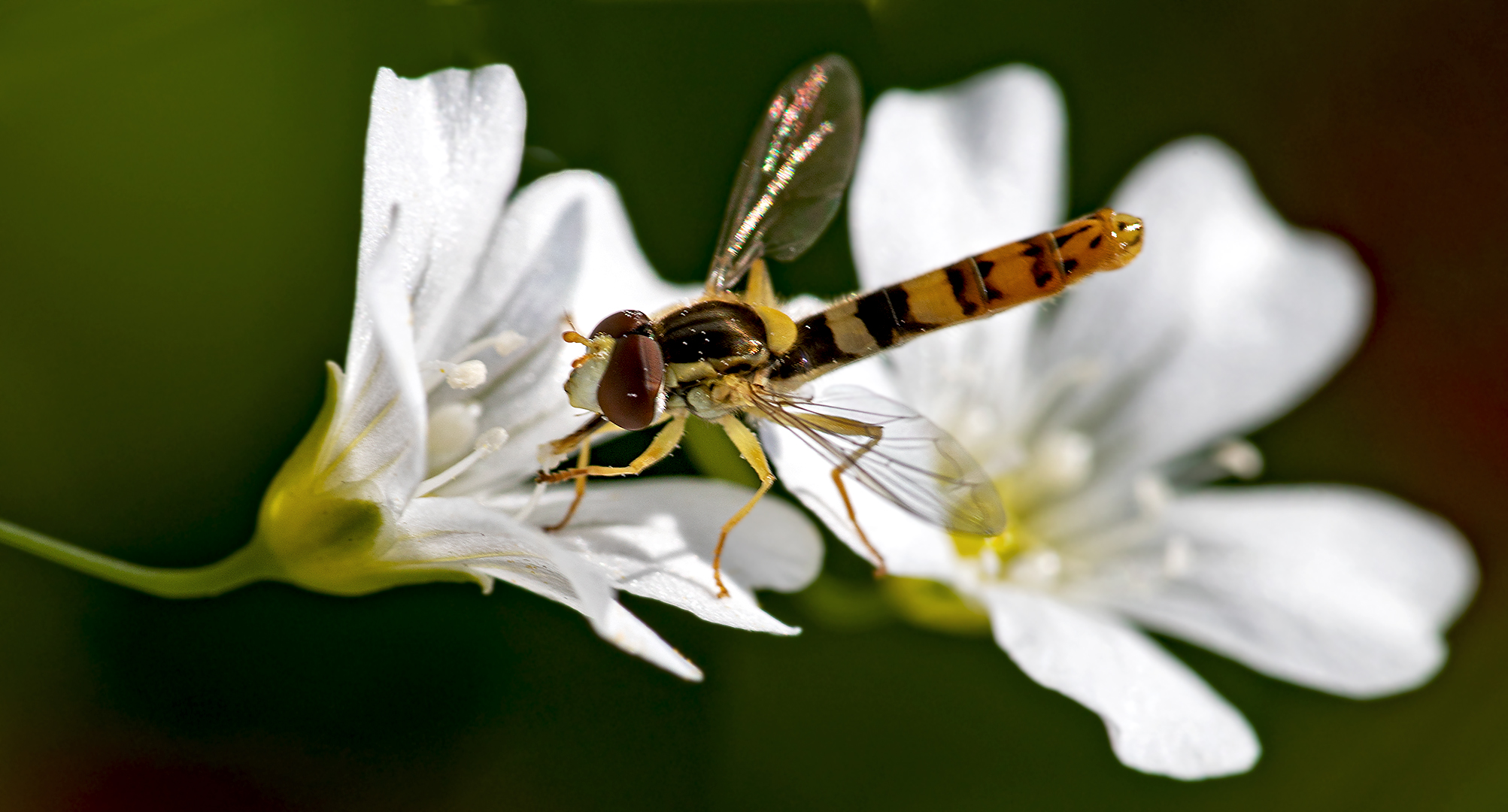 Schwebefliege auf Blüte 003a