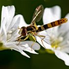 Schwebefliege auf Blüte 003a