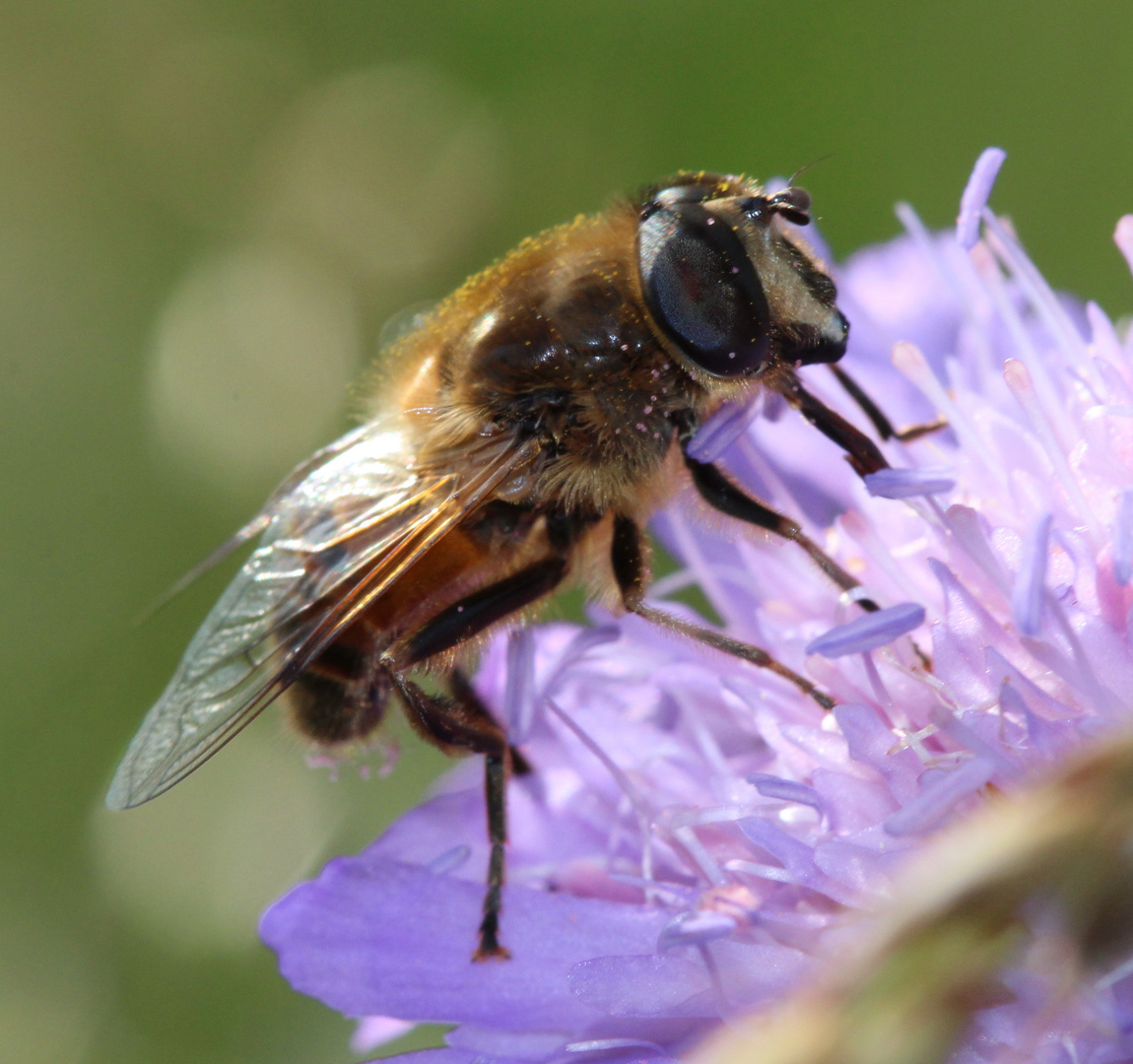 Schwebefliege auf Blüte