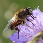 Schwebefliege auf Blüte