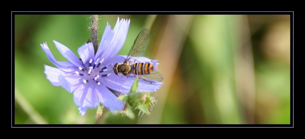 Schwebefliege auf Blüte geparkt...