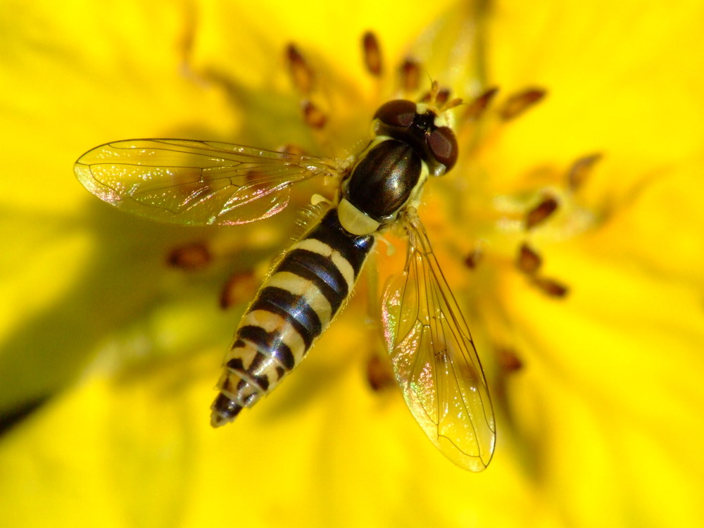 Schwebefliege auf Blume