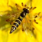 Schwebefliege auf Blume