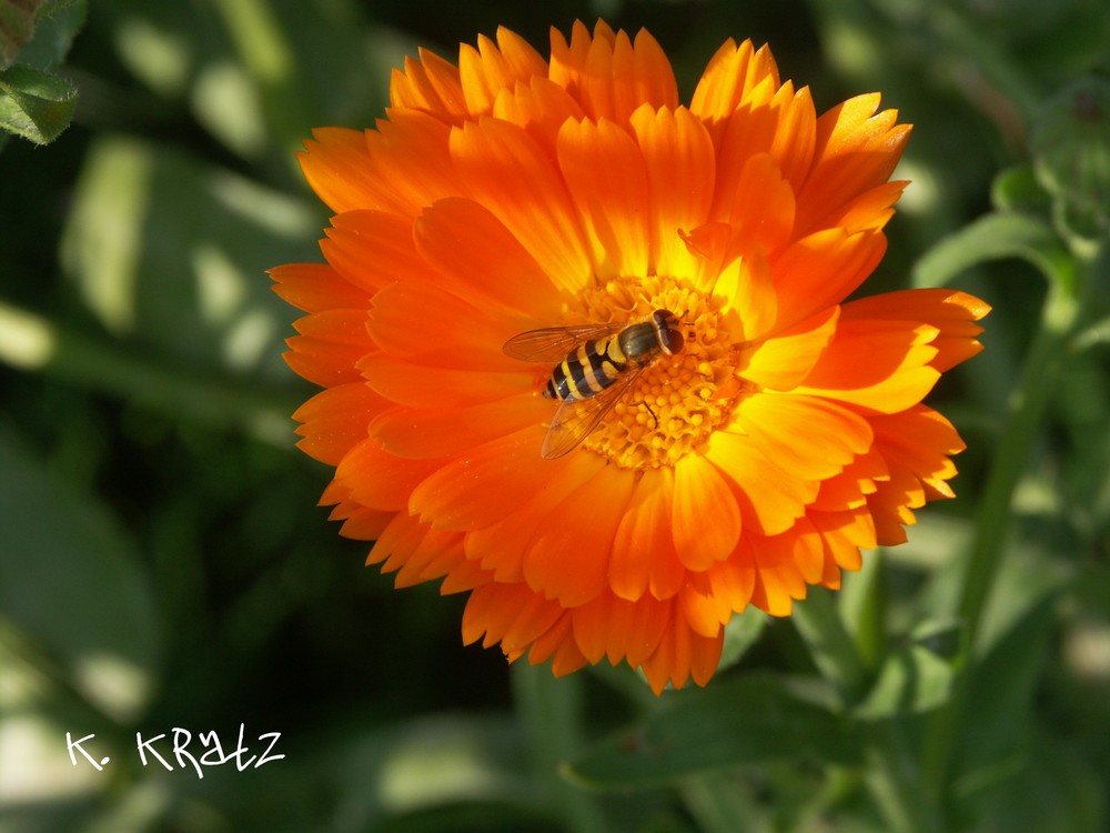 Schwebefliege auf Calendula