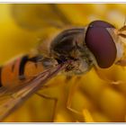 Schwebefliege auf Dahlie 1