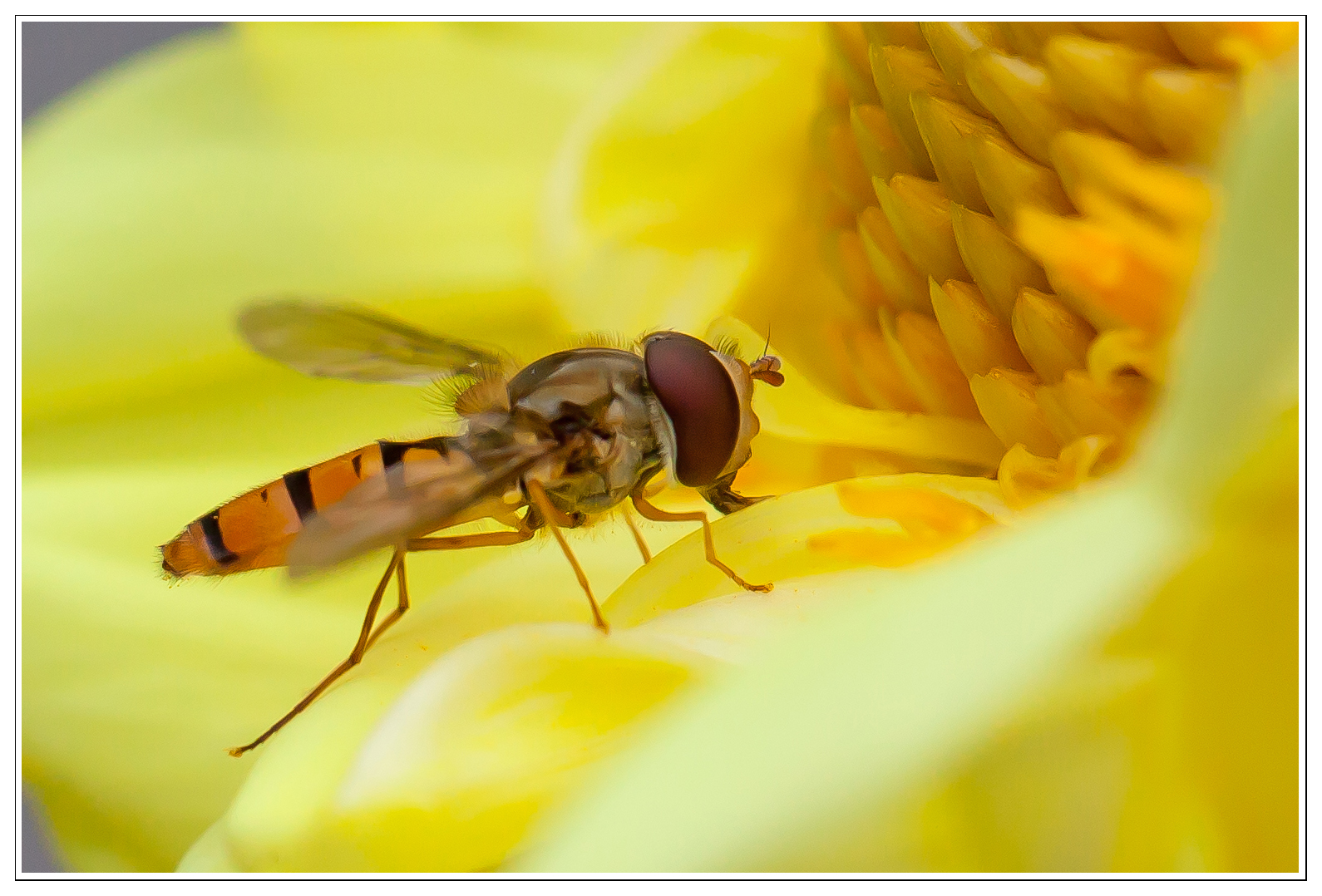 Schwebefliege auf Dahlie