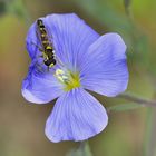 Schwebefliege auf dem Blauen Lein