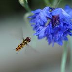 Schwebefliege auf dem Weg zur Kornblume