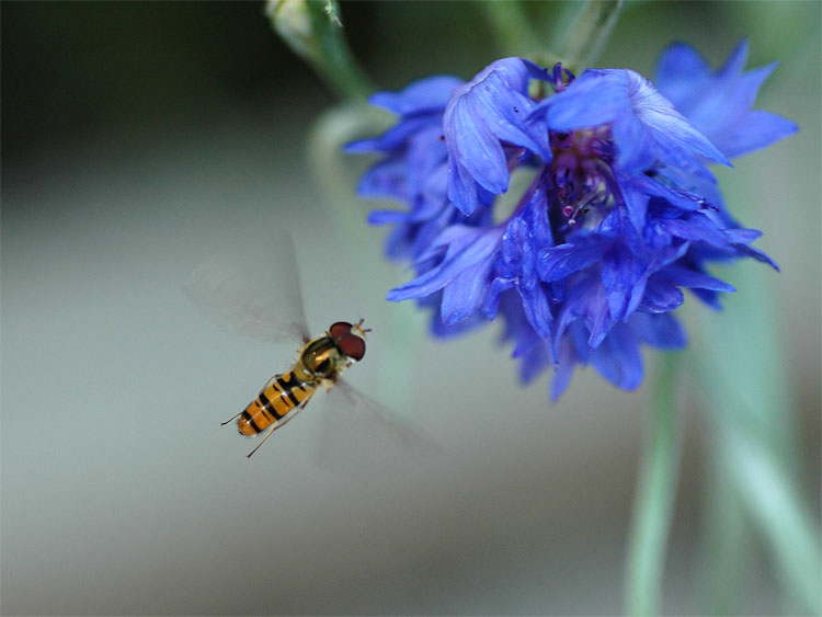 Schwebefliege auf dem Weg zur Kornblume