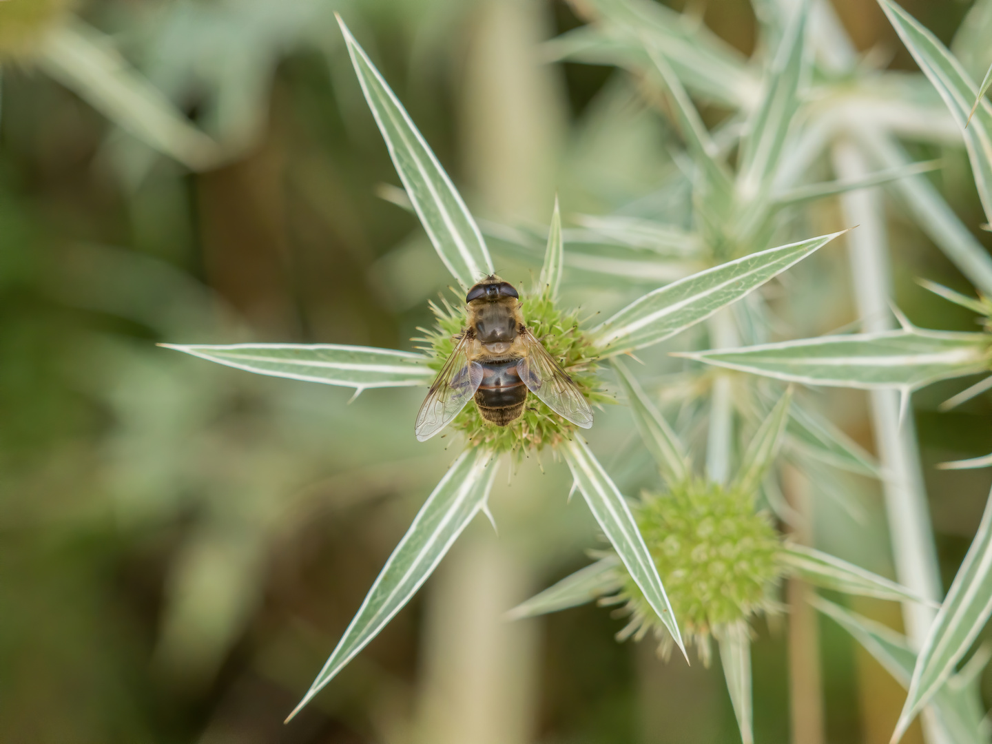 Schwebefliege auf der Sternblüte des Feldmannstreu