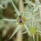 Schwebefliege auf der Sternblüte des Feldmannstreu