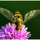 Schwebefliege auf Distel