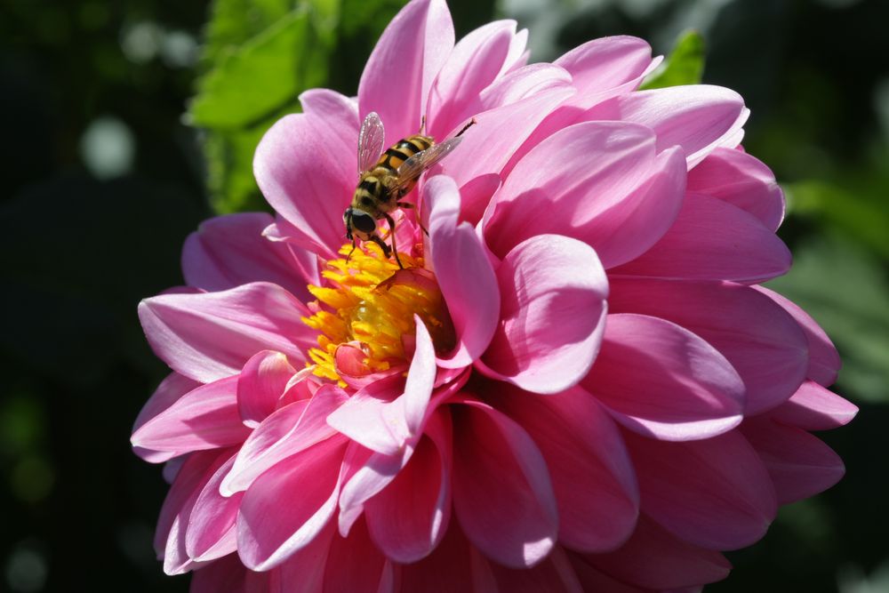 schwebefliege auf einer dahlienblüte