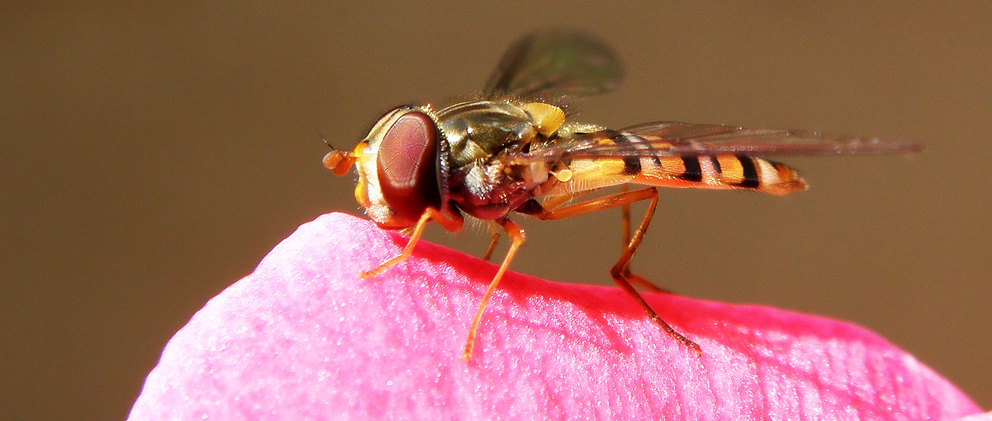 Schwebefliege auf einer Geranienblüte!