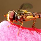 Schwebefliege auf einer Geranienblüte!