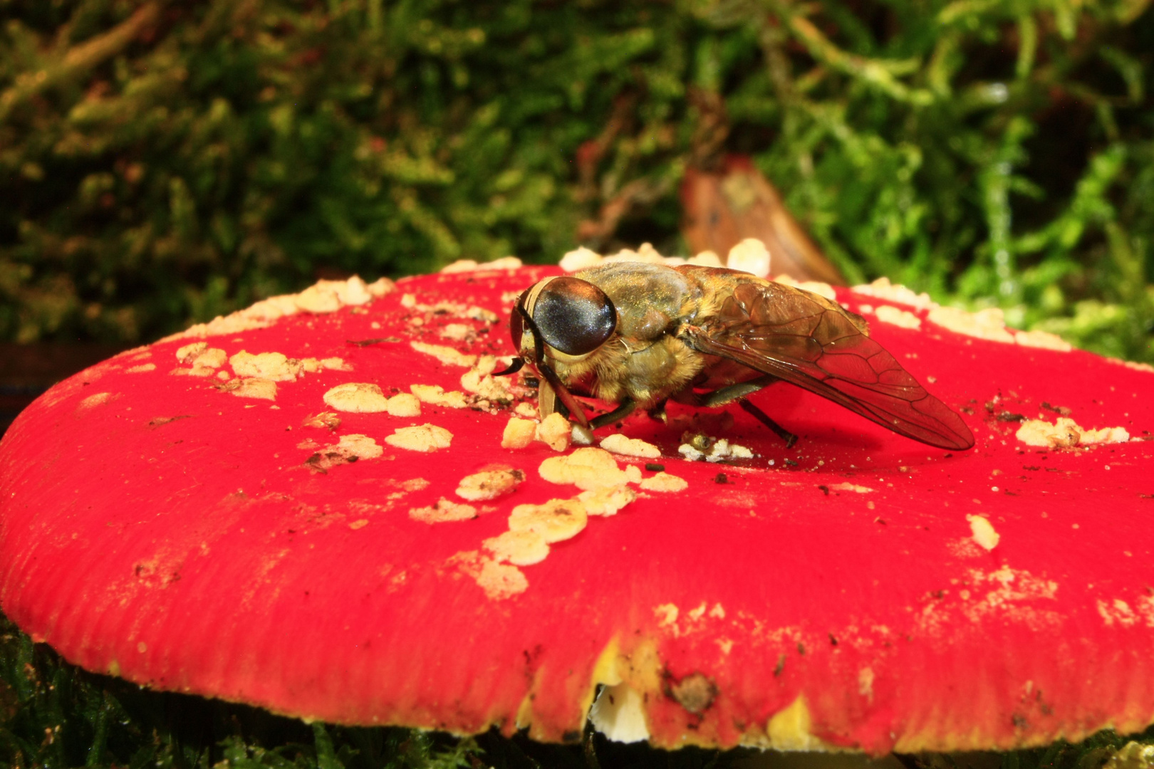 Schwebefliege auf Fliegenpilz