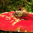 Schwebefliege auf Fliegenpilz