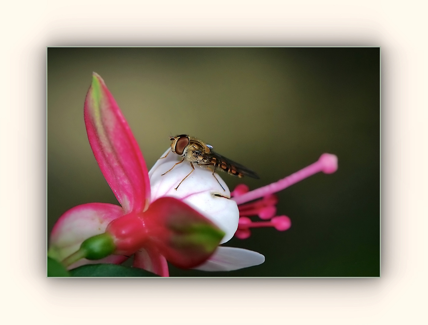 Schwebefliege auf Fuchsie