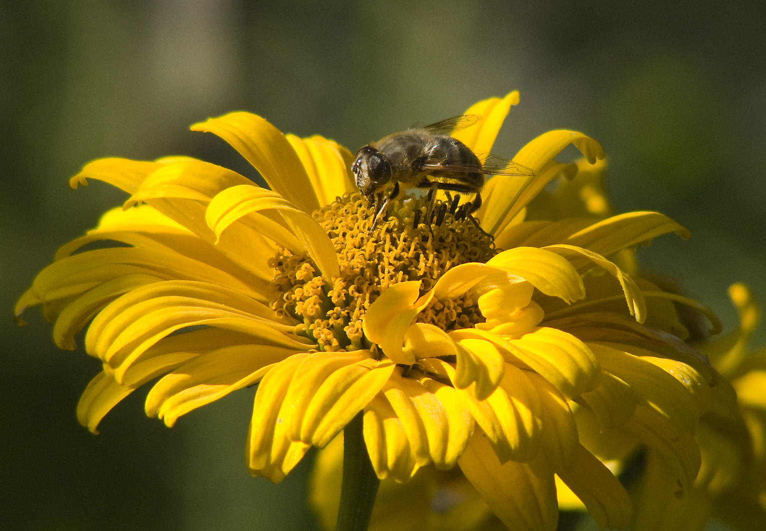 Schwebefliege auf gelber Blüte