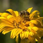 Schwebefliege auf gelber Blüte