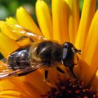 schwebefliege auf gelber blüte