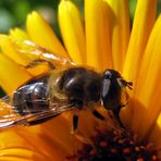 schwebefliege auf gelber blüte