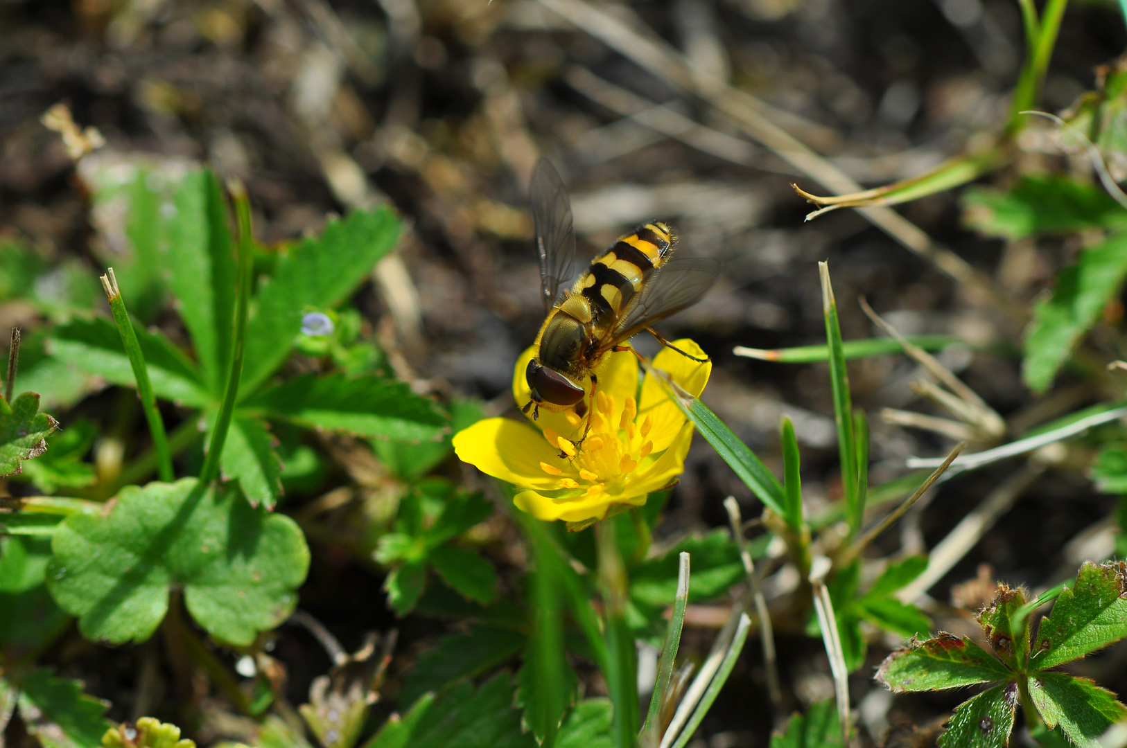 Schwebefliege auf gelber Blüte