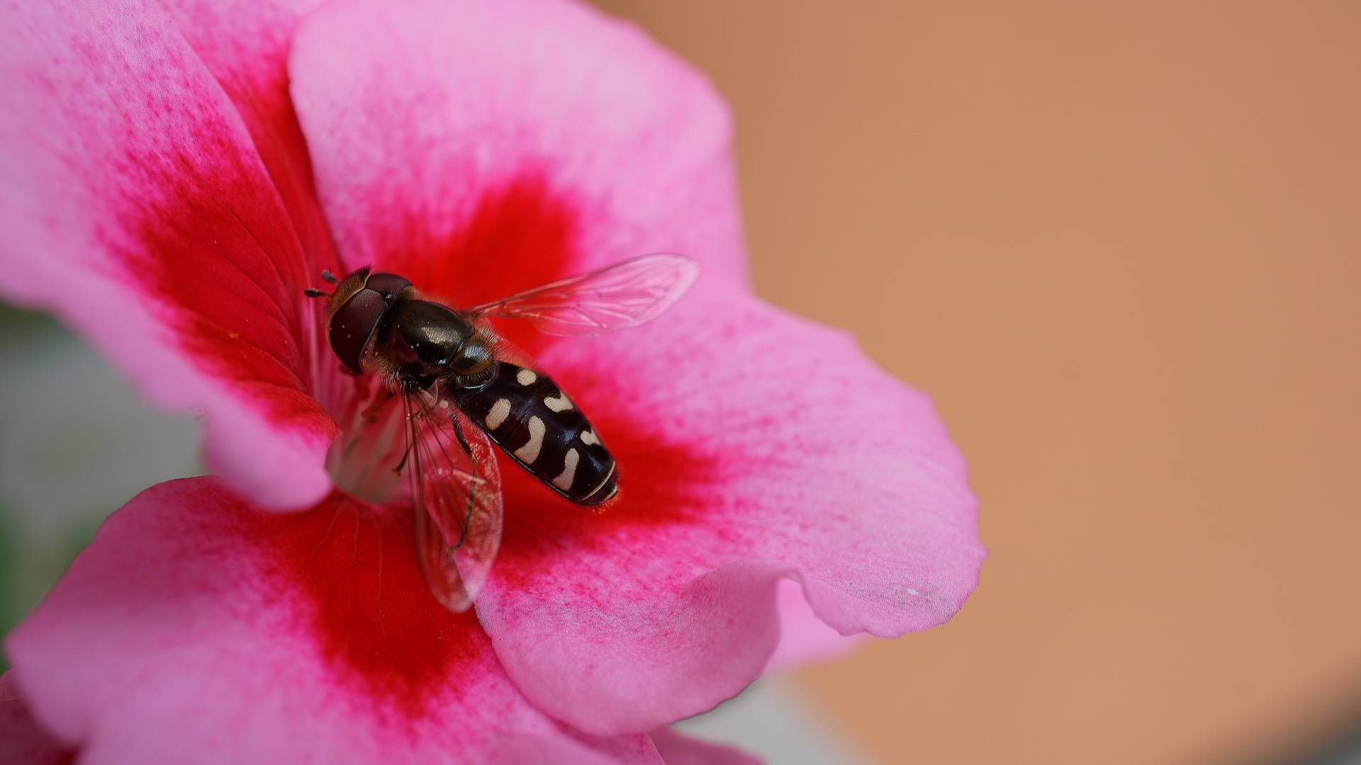 Schwebefliege auf Geranie