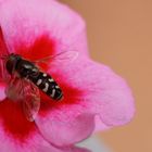 Schwebefliege auf Geranie