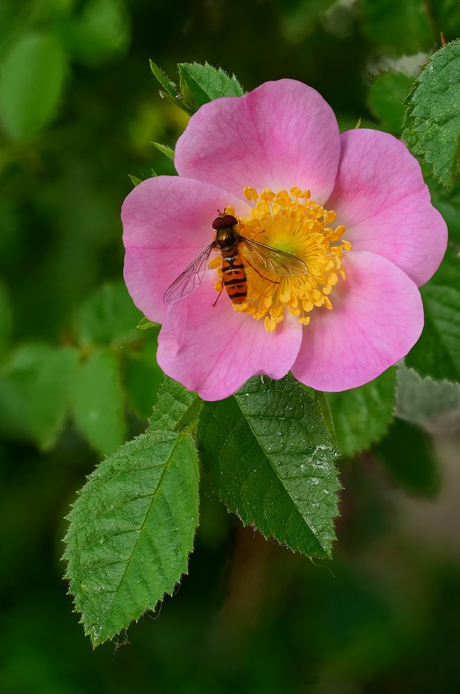 Schwebefliege auf Heckenrose