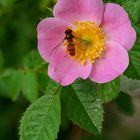 Schwebefliege auf Heckenrose