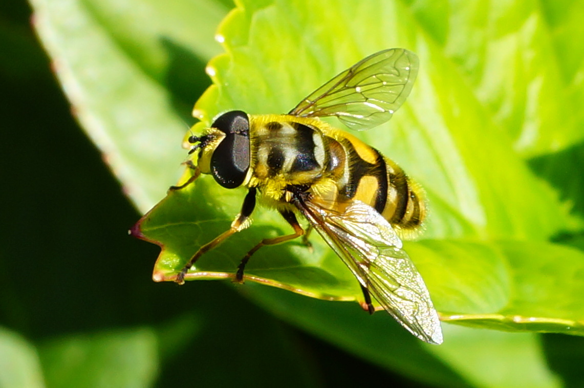 Schwebefliege auf Hortensie