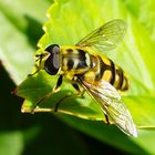 Schwebefliege auf Hortensie