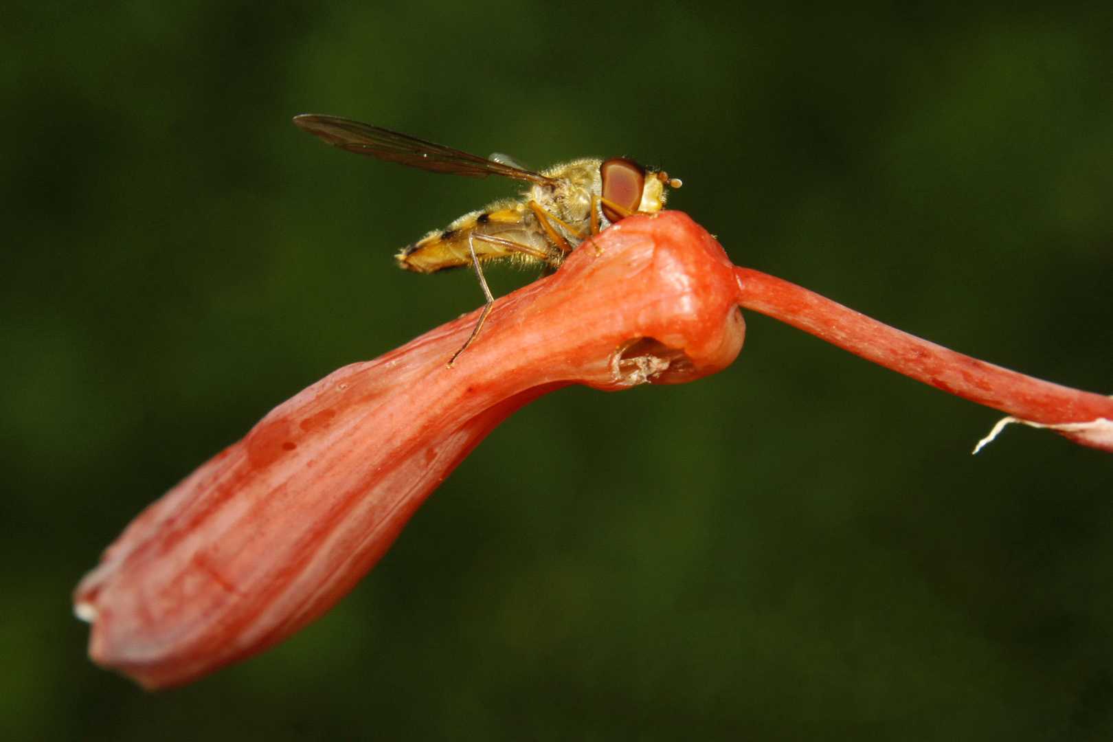 Schwebefliege auf Kaktusblüte