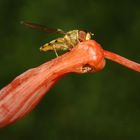 Schwebefliege auf Kaktusblüte