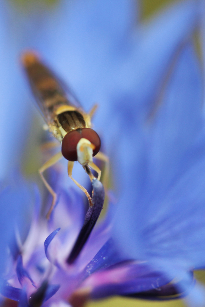 Schwebefliege auf Kornblume