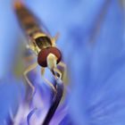 Schwebefliege auf Kornblume