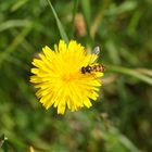 Schwebefliege auf Löwenzahnblüte