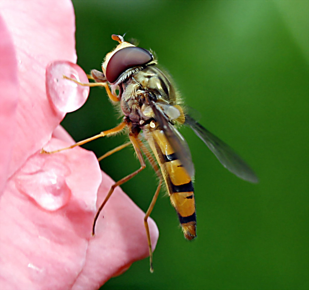 Schwebefliege auf meiner Rose