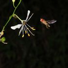 Schwebefliege auf Nahrungssuche