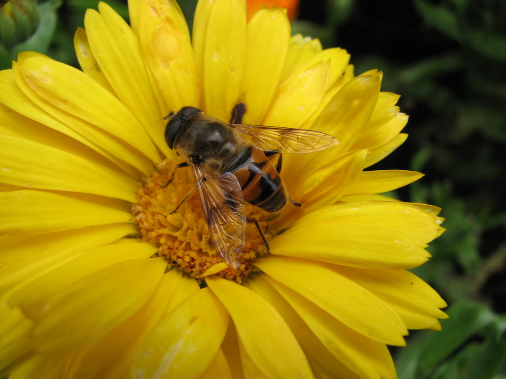 Schwebefliege auf Ringelblume