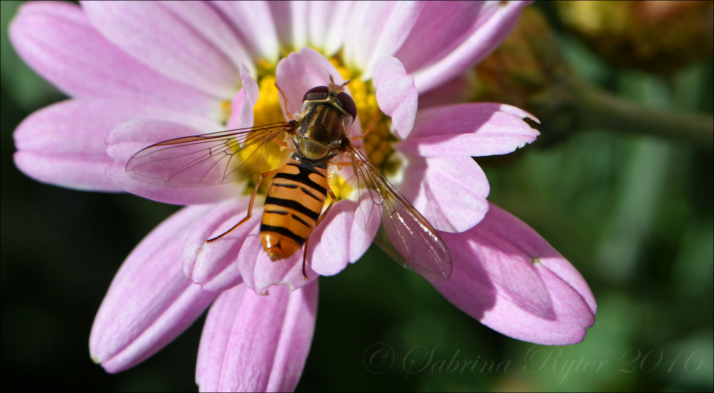 Schwebefliege auf Rosa