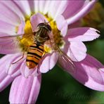 Schwebefliege auf Rosa