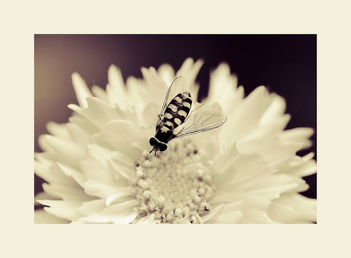 Schwebefliege auf Strohblume 