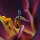 Schwebefliege auf Taglilie