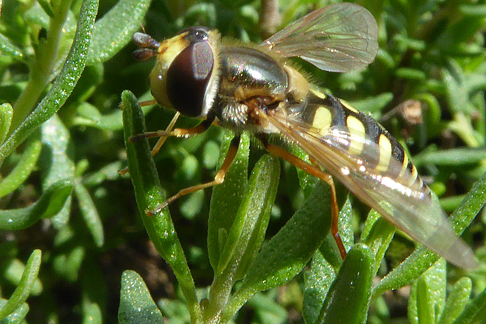 Schwebefliege auf Thymian